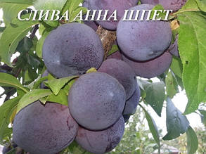Слива АннаШпет, фото 3