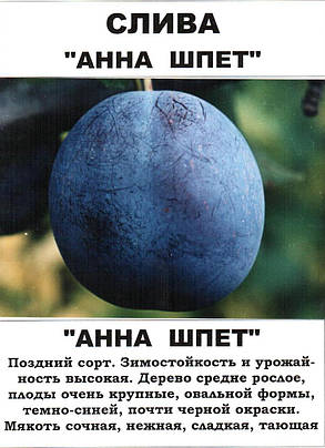 Слива АннаШпет, фото 4