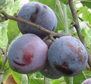 Слива АннаШпет, фото 1