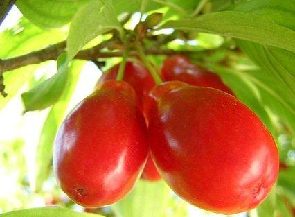 Кизил Олена