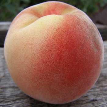 Білий Персик Лебедєва