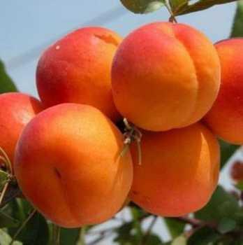 Абрикос Хар Гранд