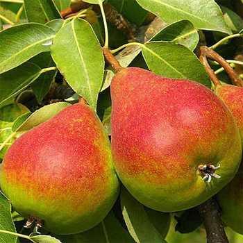 Груша Грация