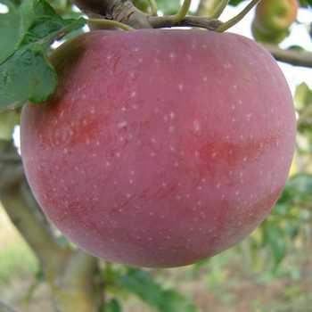 Яблуня Аскольда