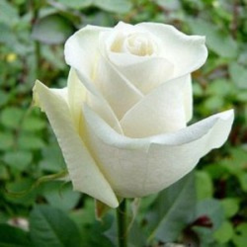 Троянда "Боїнг"