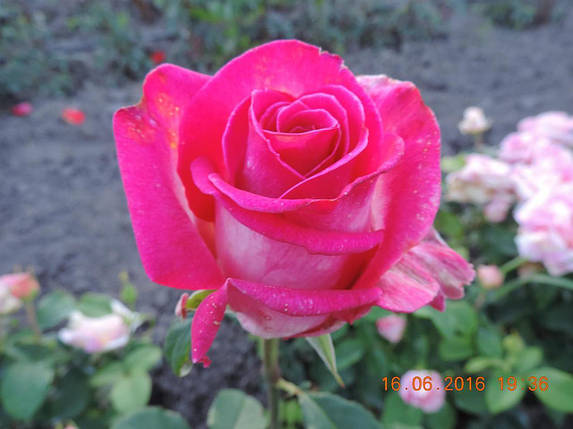 Троянда "Верді", фото 1