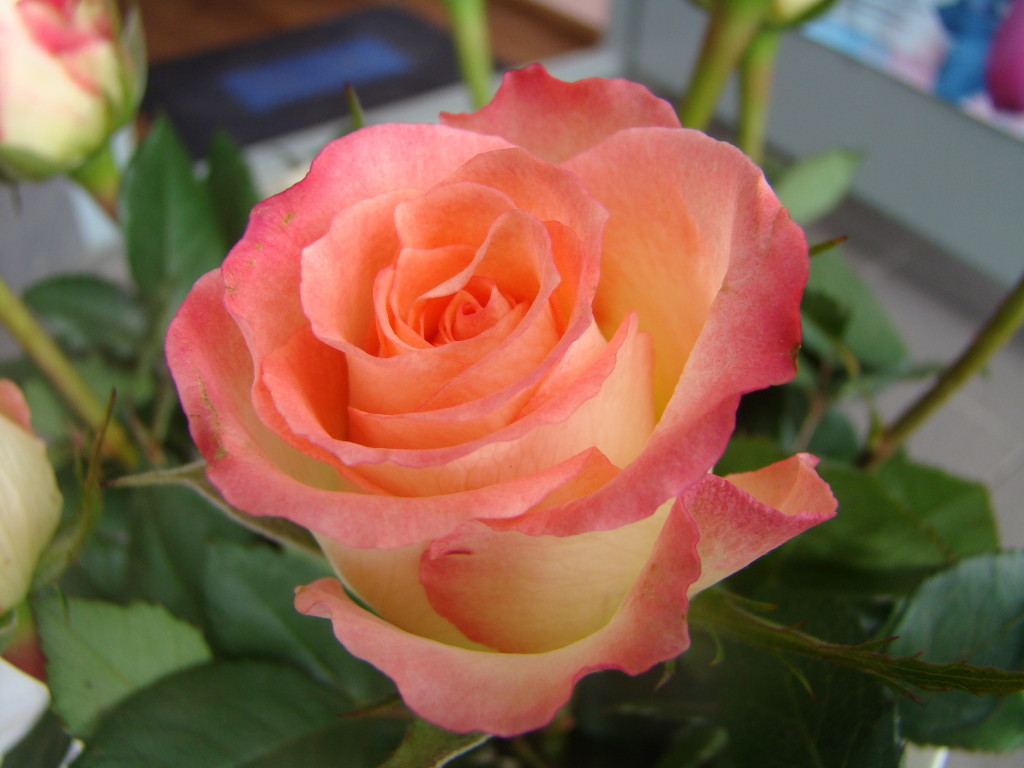 Троянда "Дует"