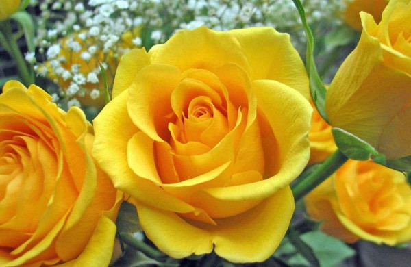 Троянда "Жовтий Острів"