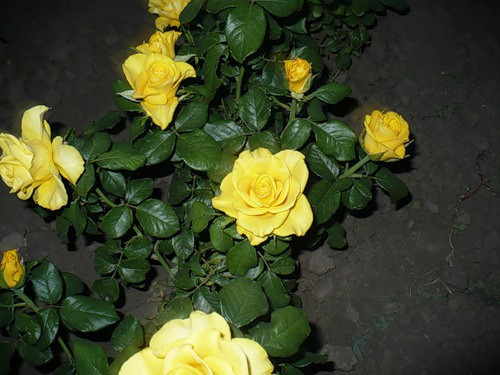 Троянда "Керио"