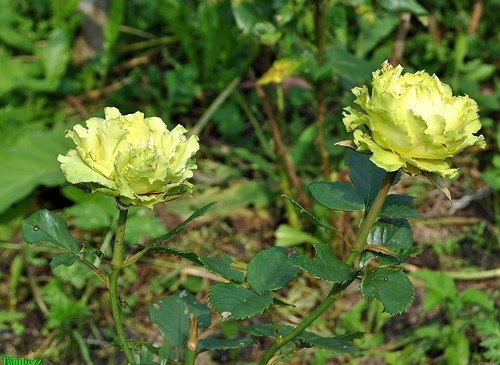 Троянда "Лімбо"