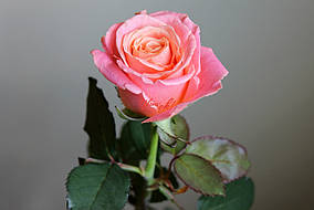Троянда "Міс Піггі"
