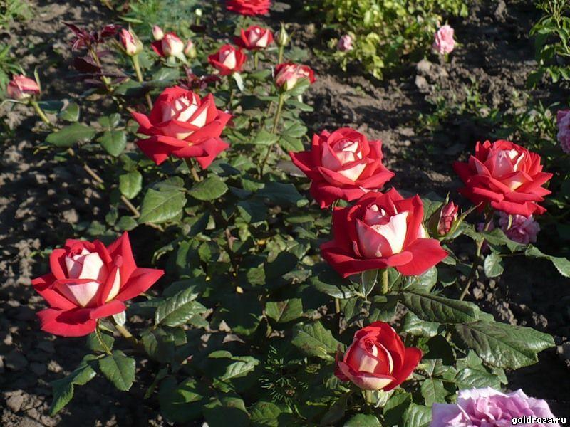 Троянда "Нью Фешн"