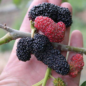 Шовковиця ЧОРНИЙ ПРИНЦ