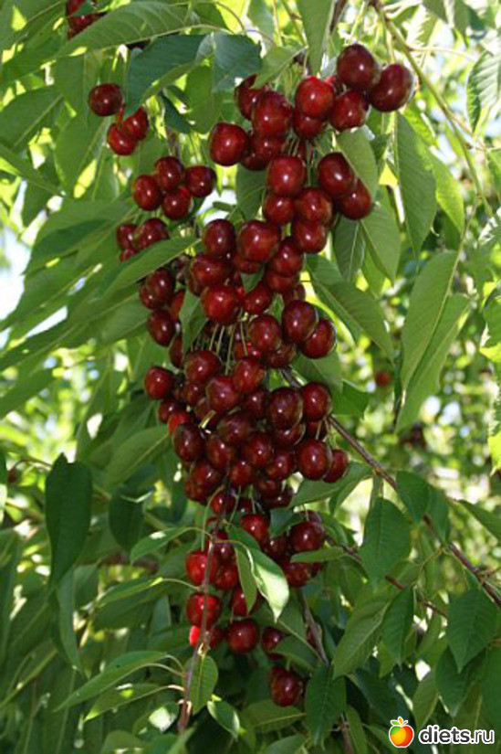 Вишня Захват