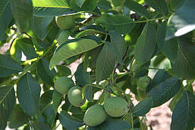 Скиноский однорічний