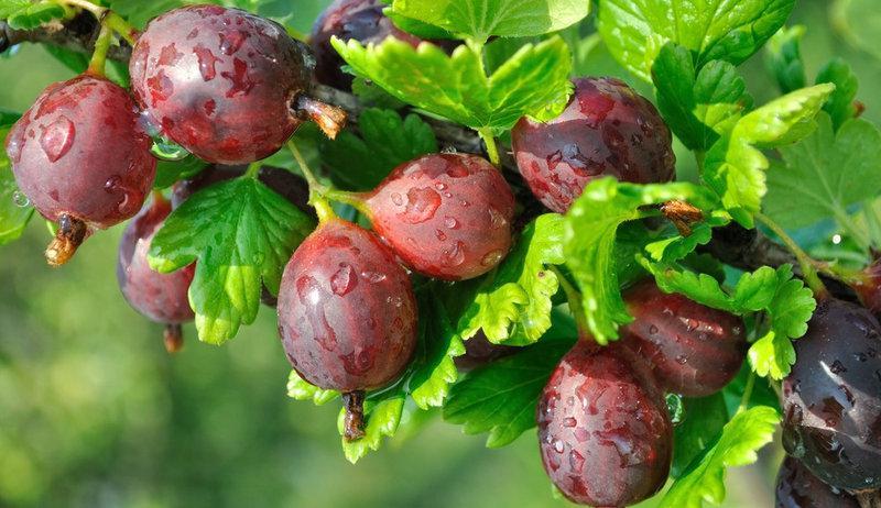 Агрус АМЕРИКАНСЬКИЙ ГІРСЬКИЙ