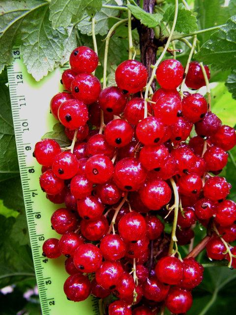 Червона смородина Каскад