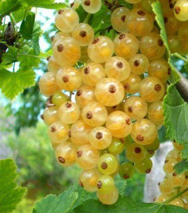 Саджанці смородини Імператорська жовта., фото 1