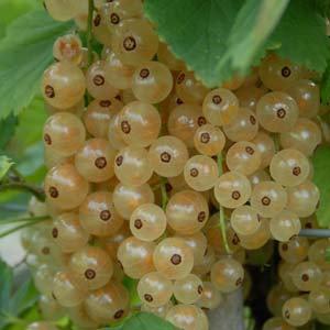 Саджанці білої смородини ВЕРСАЛЬСЬКА