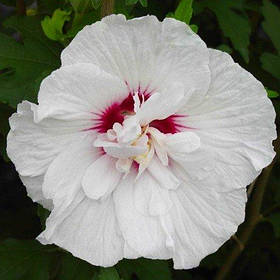 Гібіскус сирійський China Chiffon (саджанці)