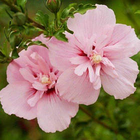 Гібіскус сирійський Pink Chiffon (саджанці)