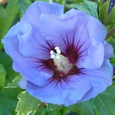 Гібіскус сирійський Marina (саджанці)