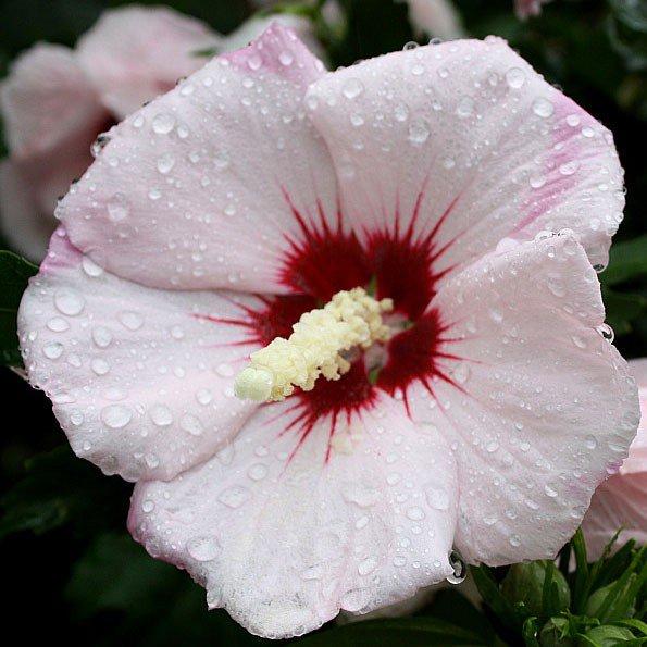 Гібіскус сирійський Mathilde (саджанці)