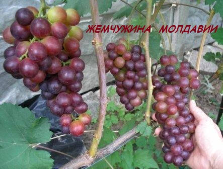 Саджанці винограду Перлина Молдови, фото 1