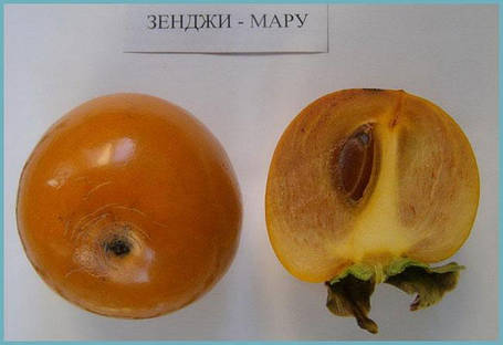Хурма Зенджі мару, Шоколадниця (Однорічний, ОКС), фото 3