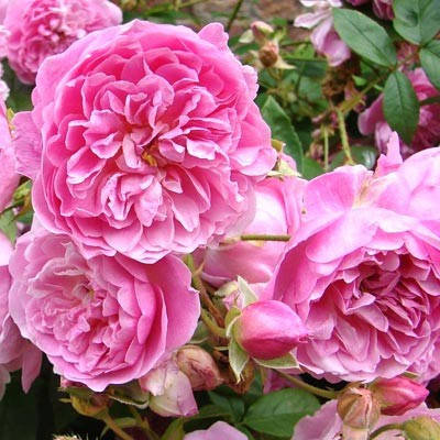 Роза Harlow Carr (саджанці), фото 1