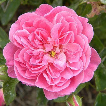 Роза Harlow Carr (саджанці), фото 3