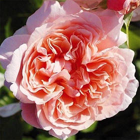 Роза Rose de Tolbiac (саджанці)