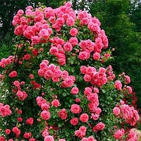 Роза Rosarium Uetersen (саженцы)