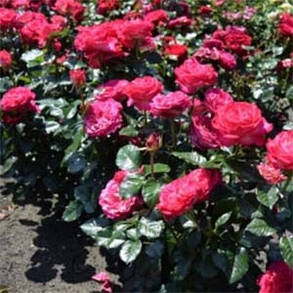 Роза Corfu (саджанці), фото 3