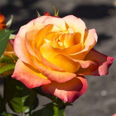 Роза Ibiza (саджанці)