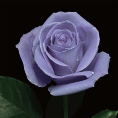 Роза Suntory Blue Rose Applause (саджанці)