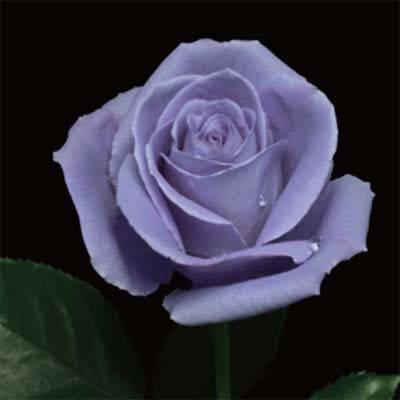 Роза Suntory Blue Rose Applause (саджанці), фото 1