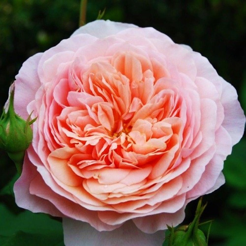 Роза William Morris (саджанці)
