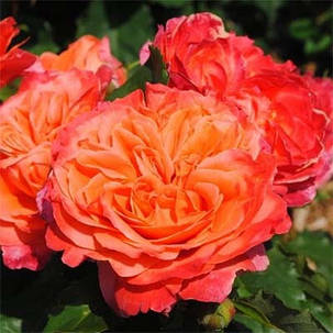 Роза Emillen Guillot (саджанці), фото 1