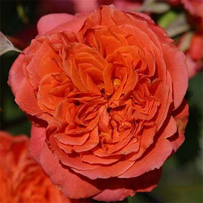 Роза Emillen Guillot (саджанці), фото 3
