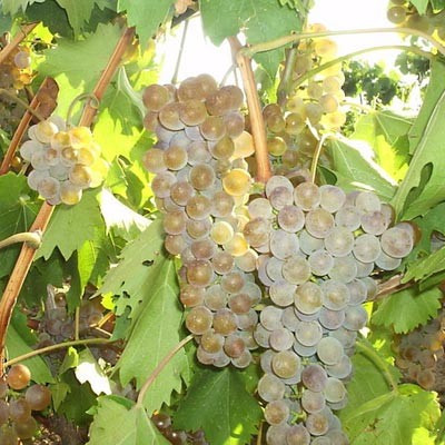 Виноград Ркацетелі (саджанці)