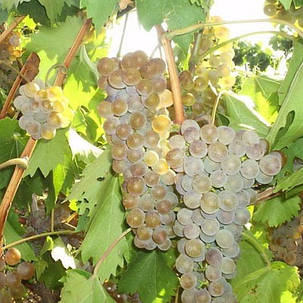 Виноград Ркацетелі (саджанці), фото 1