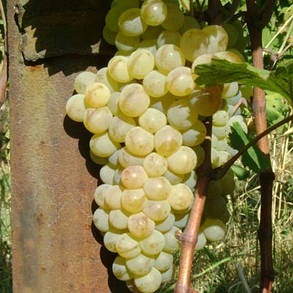 Виноград Ркацетелі (саджанці), фото 3