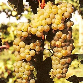 Виноград Сухолиманський (саджанці)