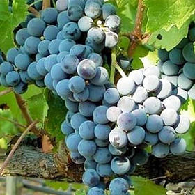 Виноград Каберне Совіньйон (саджанці)