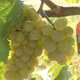 Виноград Аліготе (саджанці)