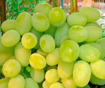 Виноград Плевен (саджанці)