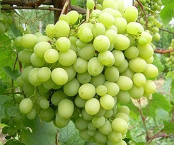 Виноград Мускат Жемчужний (саджанці)