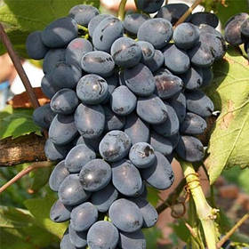 Виноград Надія АЗОС (саджанці)