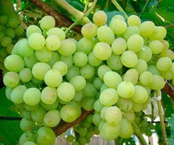 Виноград Захват (саджанці), фото 1